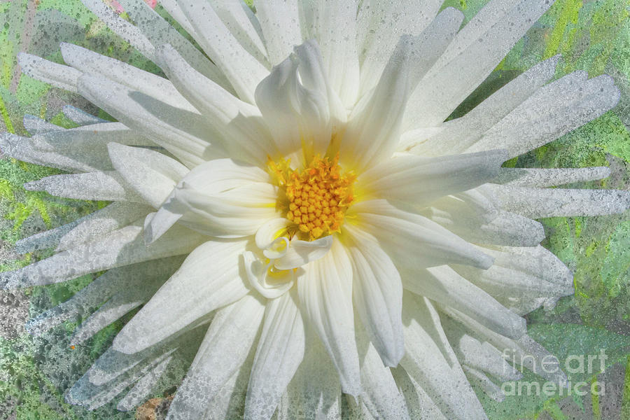 White Asteraceae Photograph by Heiko Koehrer-Wagner