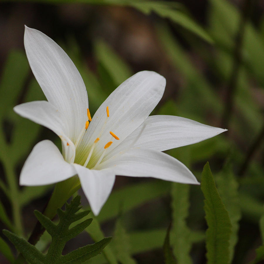 Lily Photograph - White Atamasco Lily squared by Suzanne Gaff