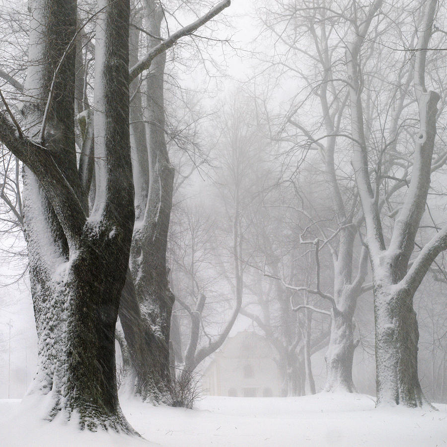 Winter Photograph - White Avenue by Franz Bogner