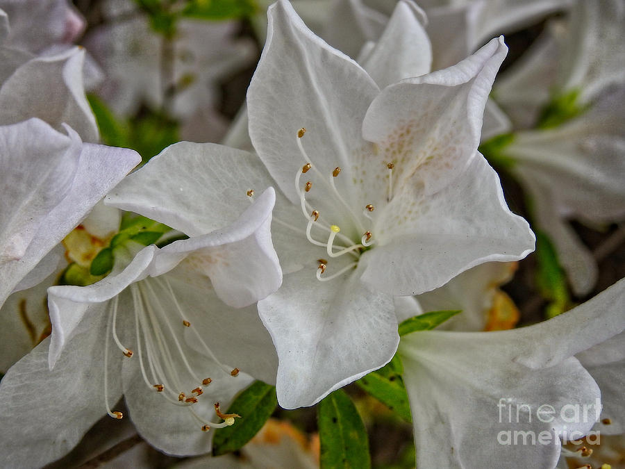 White Azalea Blossom Beauty Photograph by Ella Kaye Dickey