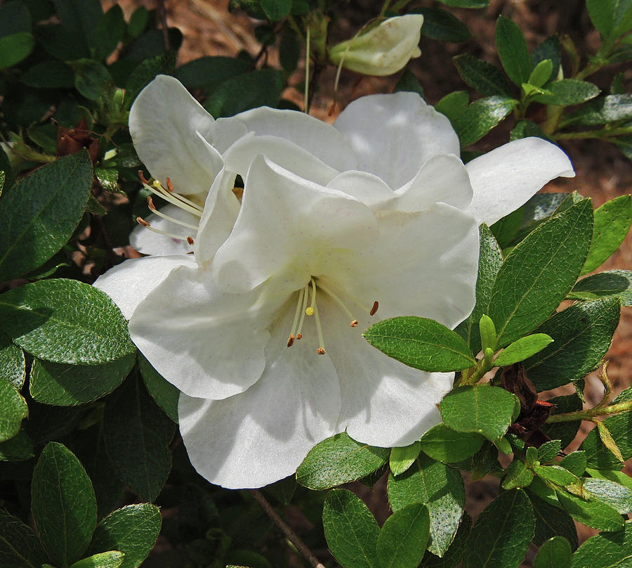 Garden Photograph - White Azaleas by Marian Bell