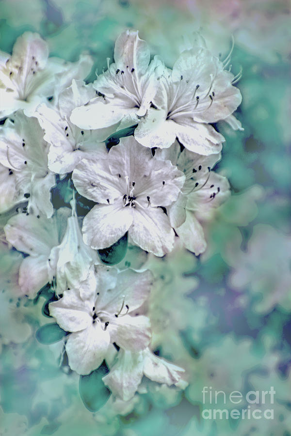 White Azaleas Photograph by Sandy Moulder