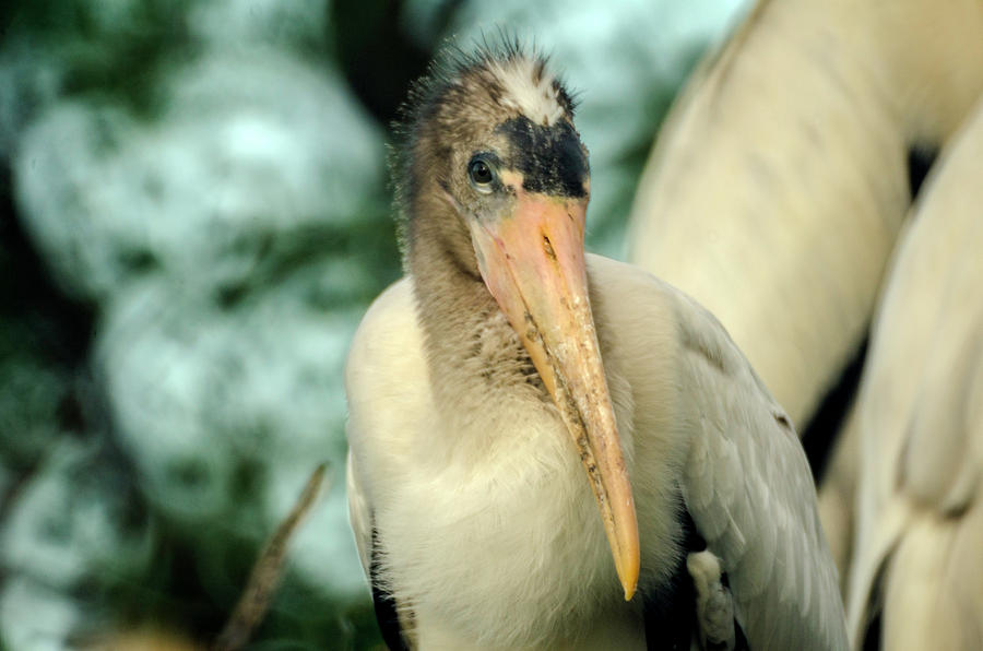 White Baby Stork Photograph by Wolfgang Stocker