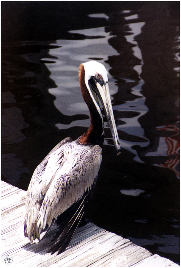 White Backed Pelican   Photograph by Wayne King