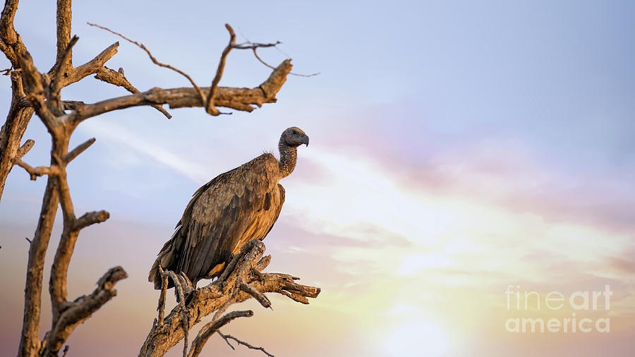 Vulture Photograph - White-backed vulture at sunset in Kruger National Park by Jane Rix