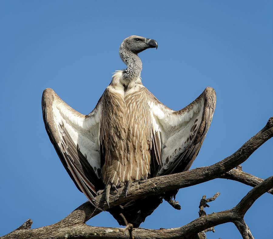 White Backed Vulture Photograph by Steven Upton