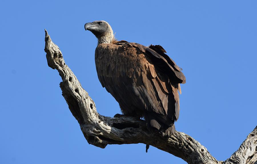 White Backed Vulture Photograph by Ntaba African Safaris - Fine Art America