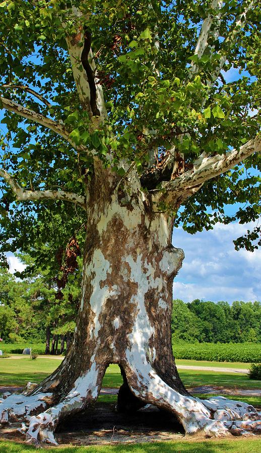 White Bark Tree Photograph by Cynthia Guinn