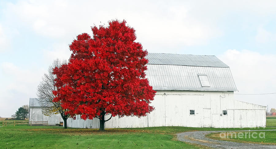 White Barn and Red Maple  5704 Photograph by Jack Schultz