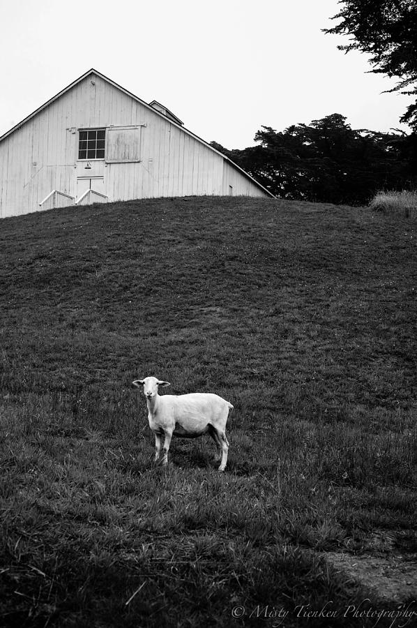 White Barn Photograph by Misty Tienken