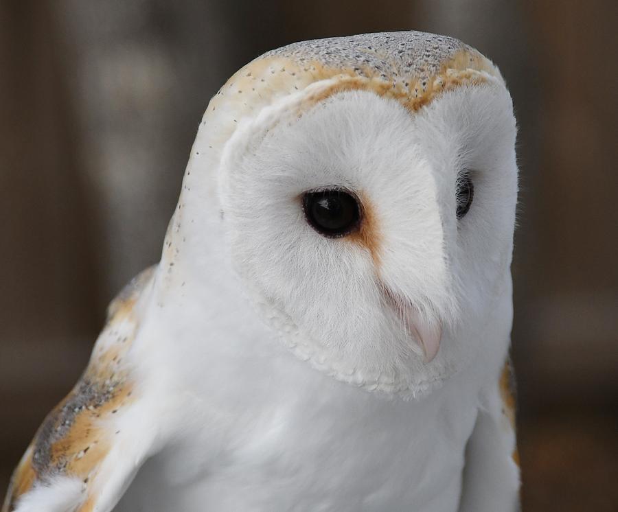 White Barn Owl Photograph by David Campione