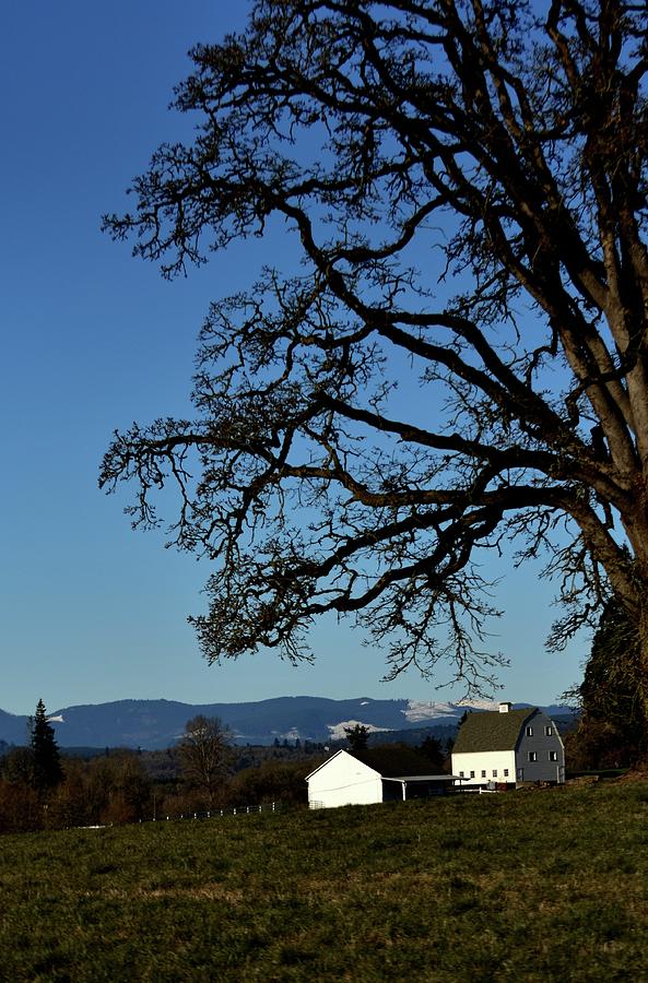 White Barn Tree Photograph by Jerry Sodorff
