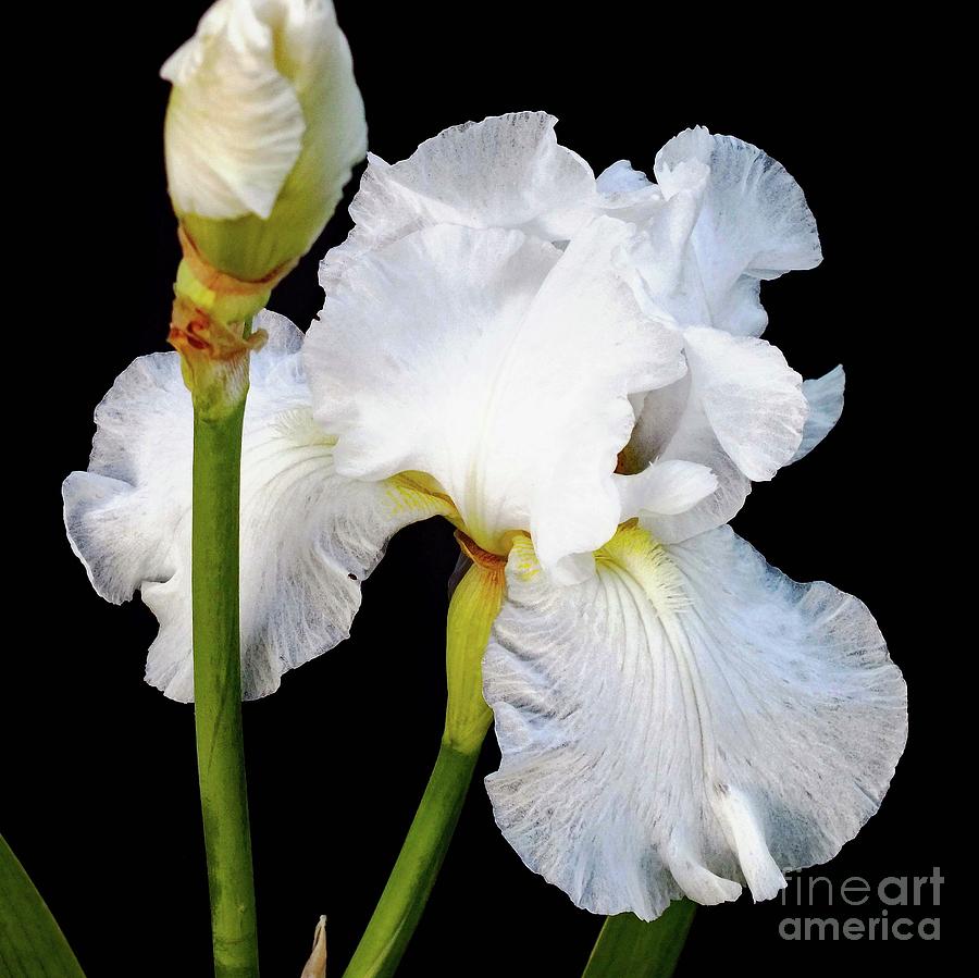 White Bearded Iris Photograph by Cindy Treger