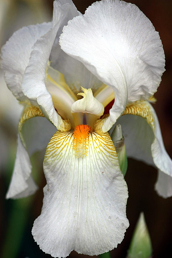 White Bearded Iris 2 Photograph by Sheila Brown