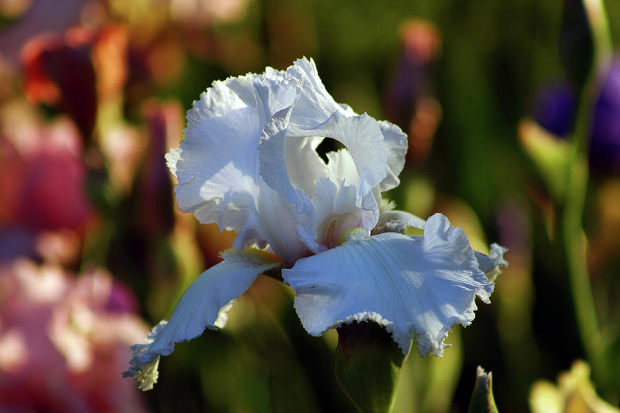 White Bearded Iris Alone in the Crowd 6694 H_2 Photograph by Steven Ward