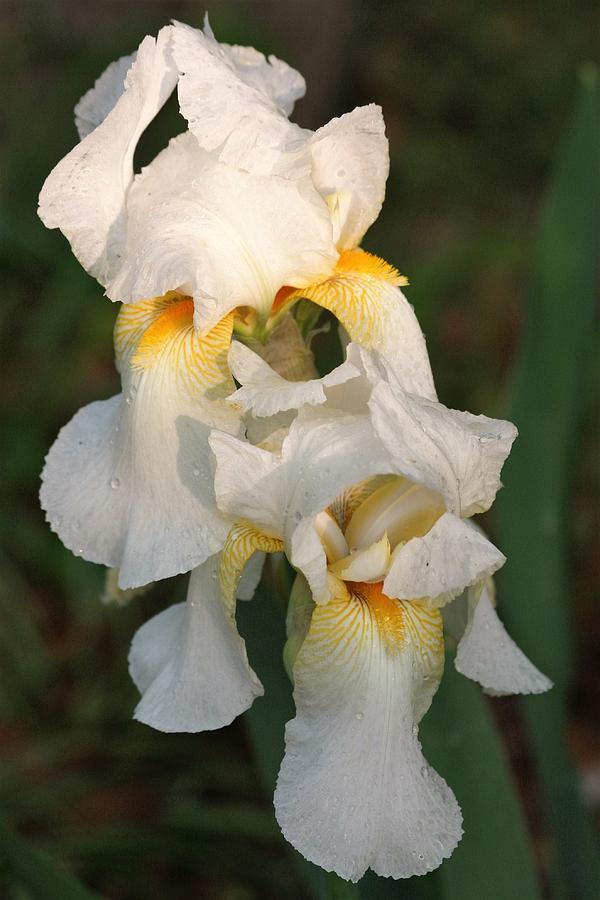 Two White Bearded Iris at Dusk Photograph by Sheila Brown