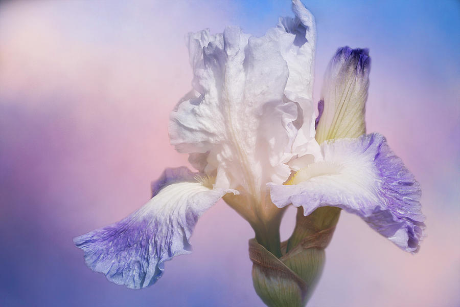 White Bearded Iris Photograph by Cindi Ressler