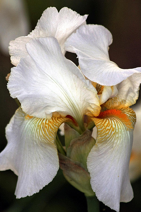 White Bearded Iris Photograph by Sheila Brown