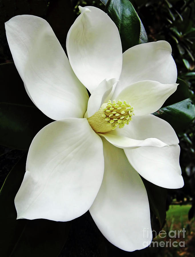 White - Beautiful - Magnolia Photograph by D Hackett