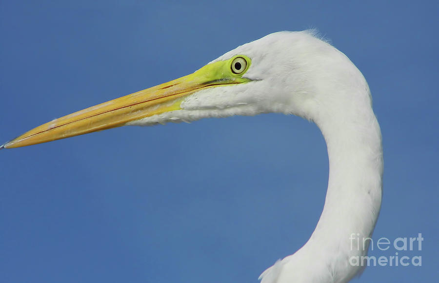 Heron Photograph - White Beauty by D Hackett