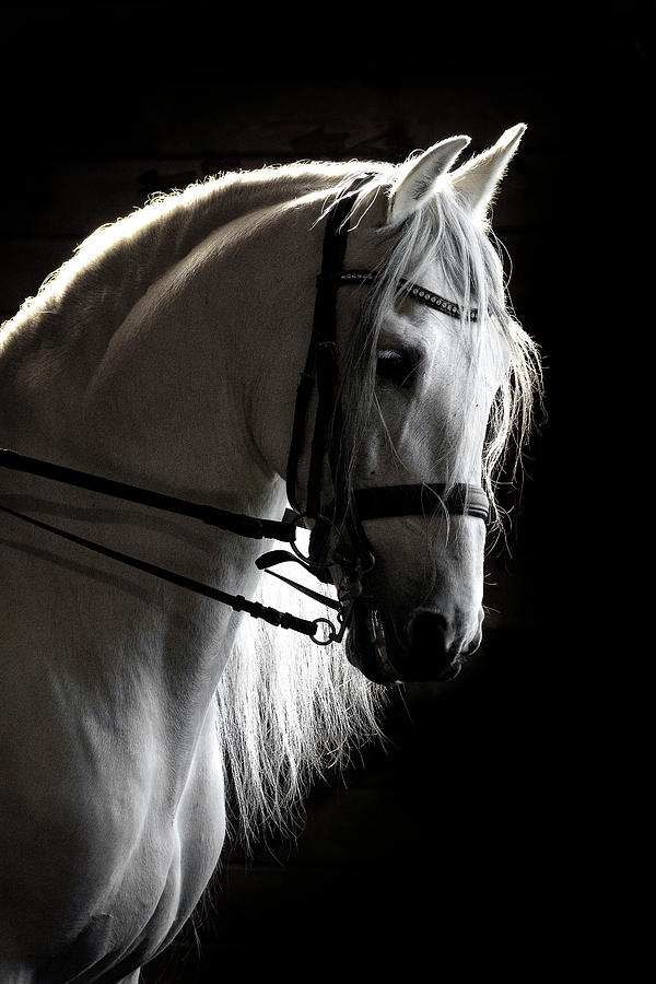 White Beauty In The Night Photograph by Wes and Dotty Weber
