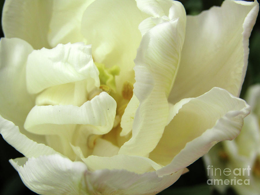 Tulip Photograph - White Beauty by Kim Tran