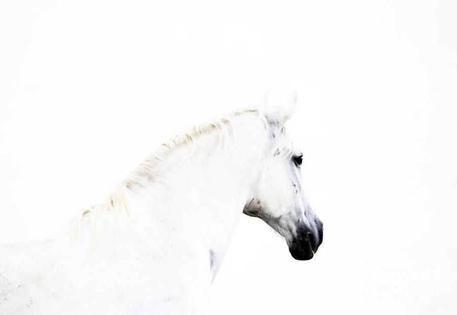 White Beauty of Lipica Photograph by Carien Schippers