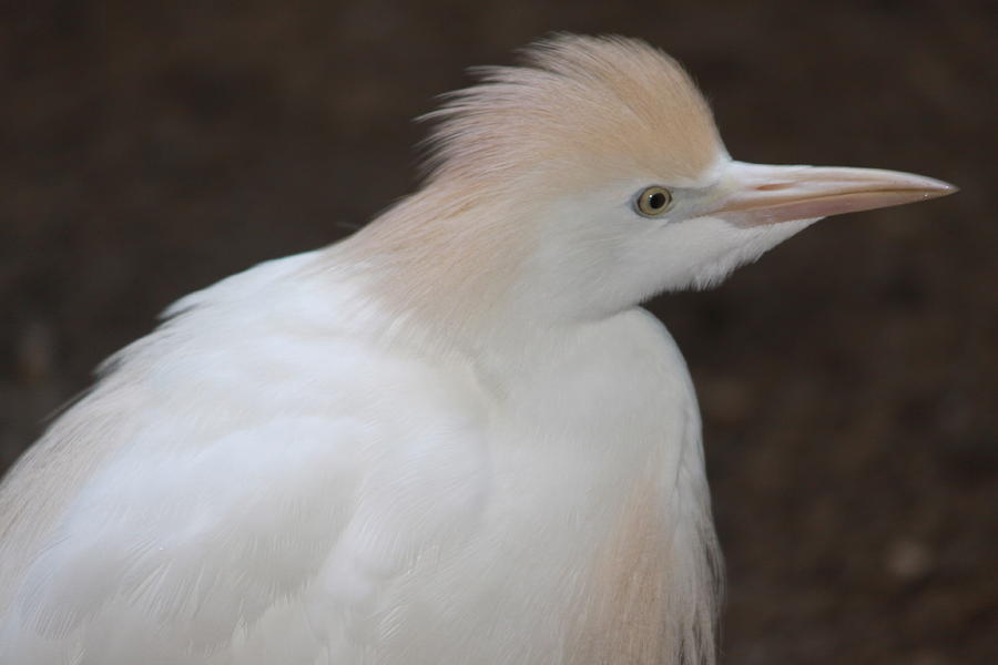 Bird Photograph - White Beauty by Paul Slebodnick