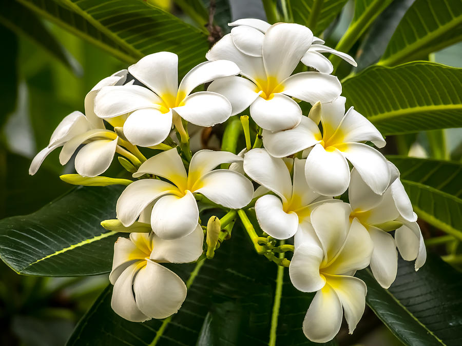 White Beauty, Plumeria Flowers-Frangipani Photograph by Cindi Alvarado ...