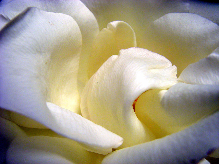 Flower Photograph - White Beauty Rose by Mary Halpin