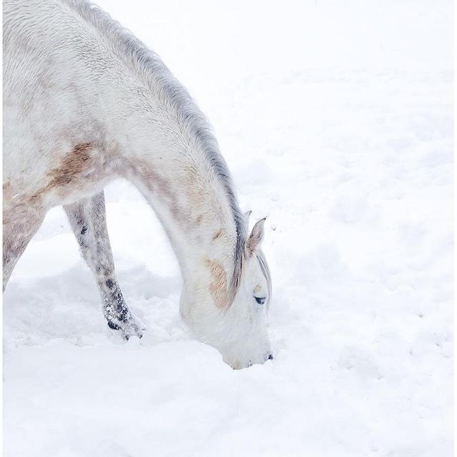 Nature Photograph - White Beauty #winter #white #snow by Svetlana Vetter