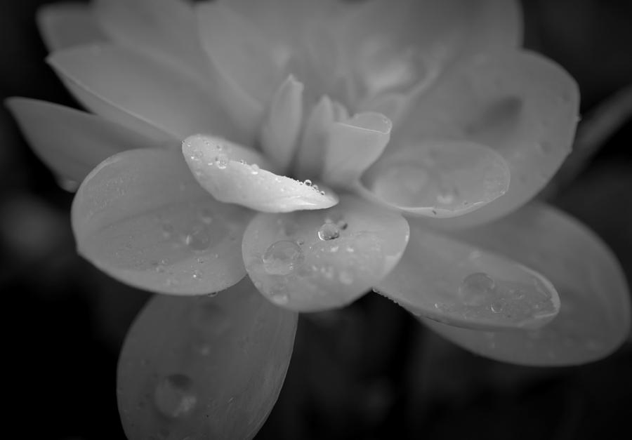 White Begonia 000009 Photograph by Paul Gavin - Fine Art America