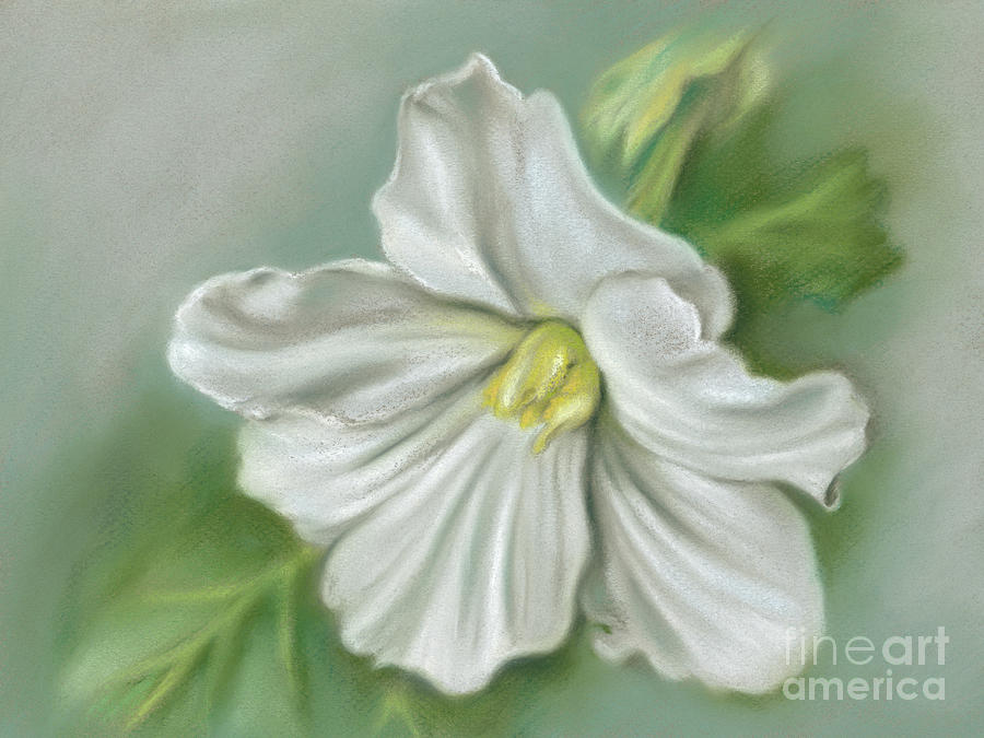 White Begonia Flower Painting by MM Anderson