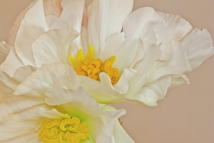 White Begonia Ruffles  Photograph by Sandra Foster