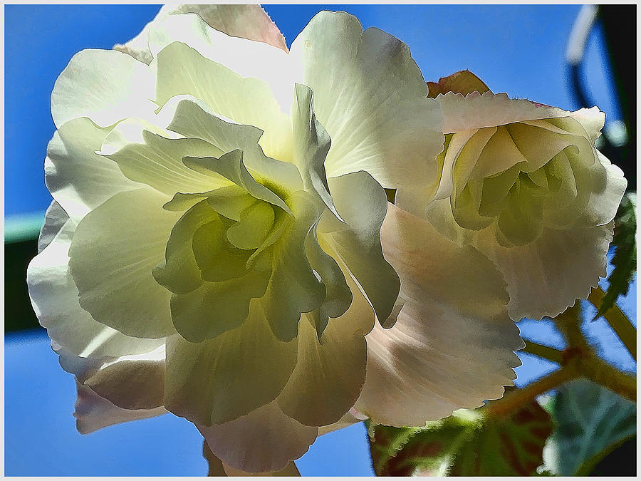 White begonia Photograph by Sergey Nassyrov
