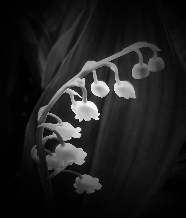 White Bell Flowers for Wall Art Prints Photograph by Delynn Addams