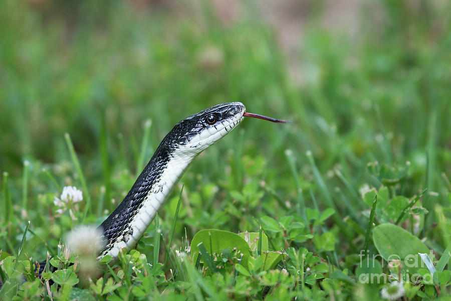 White Bellied Black Snake Photograph by Andrea Silies