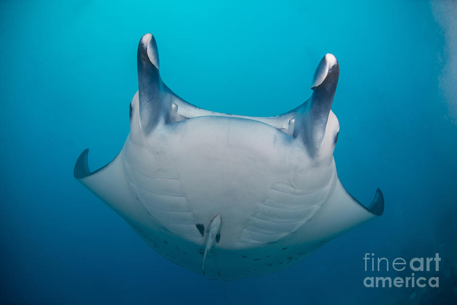 White-bellied Giant Oceanic Manta Ray Photograph