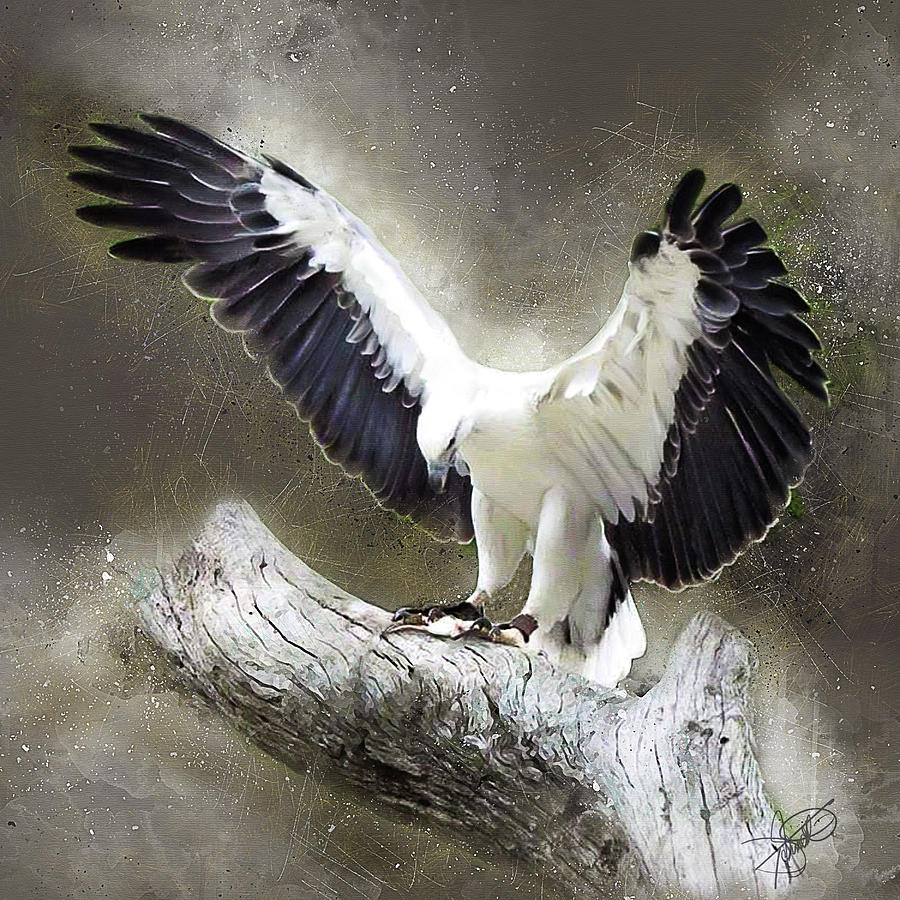White Bellied Sea Eagle Digital Art by Tom Schmidt