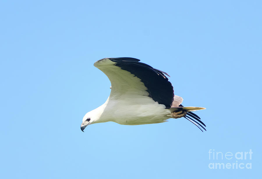 White Bellied Sea Eagle Photograph by Venura Herath