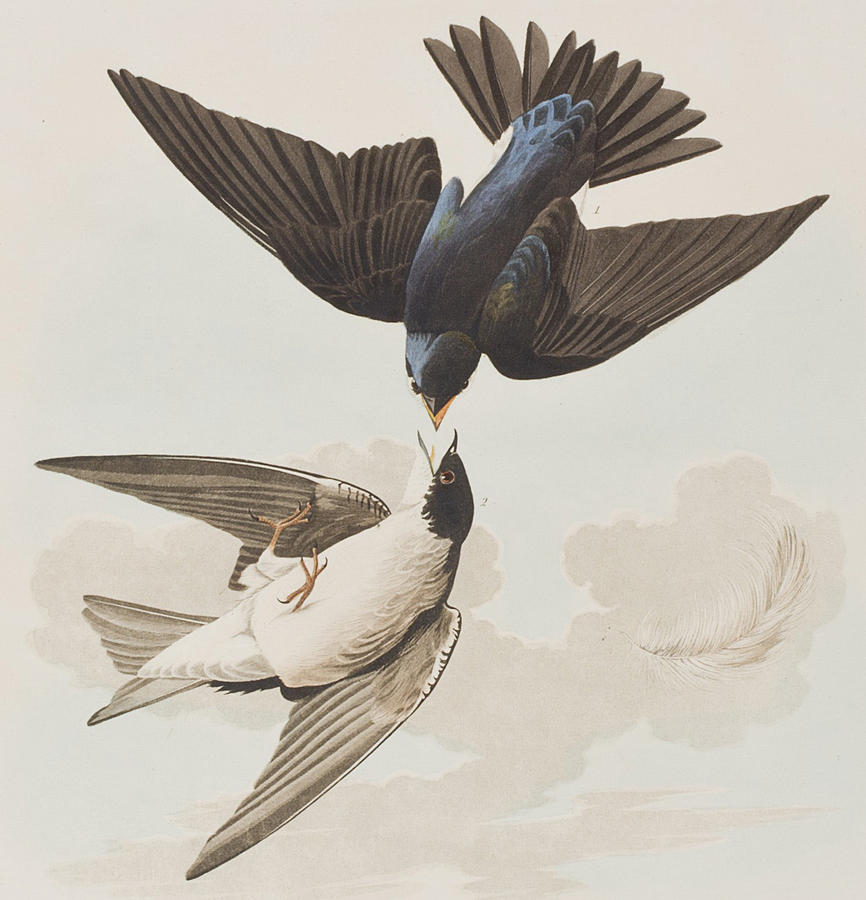 John James Audubon Painting - White-bellied Swallow by John James Audubon