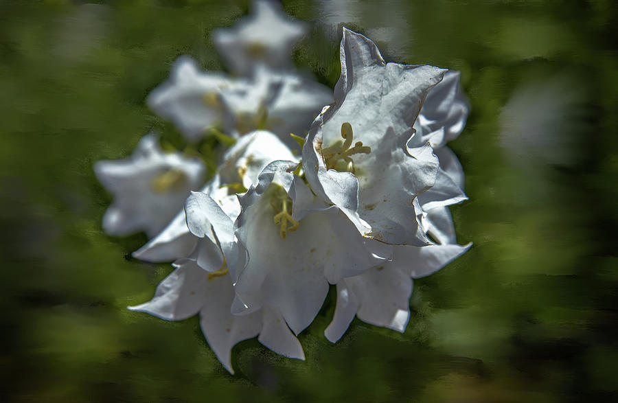White bells #g5 Photograph by Leif Sohlman