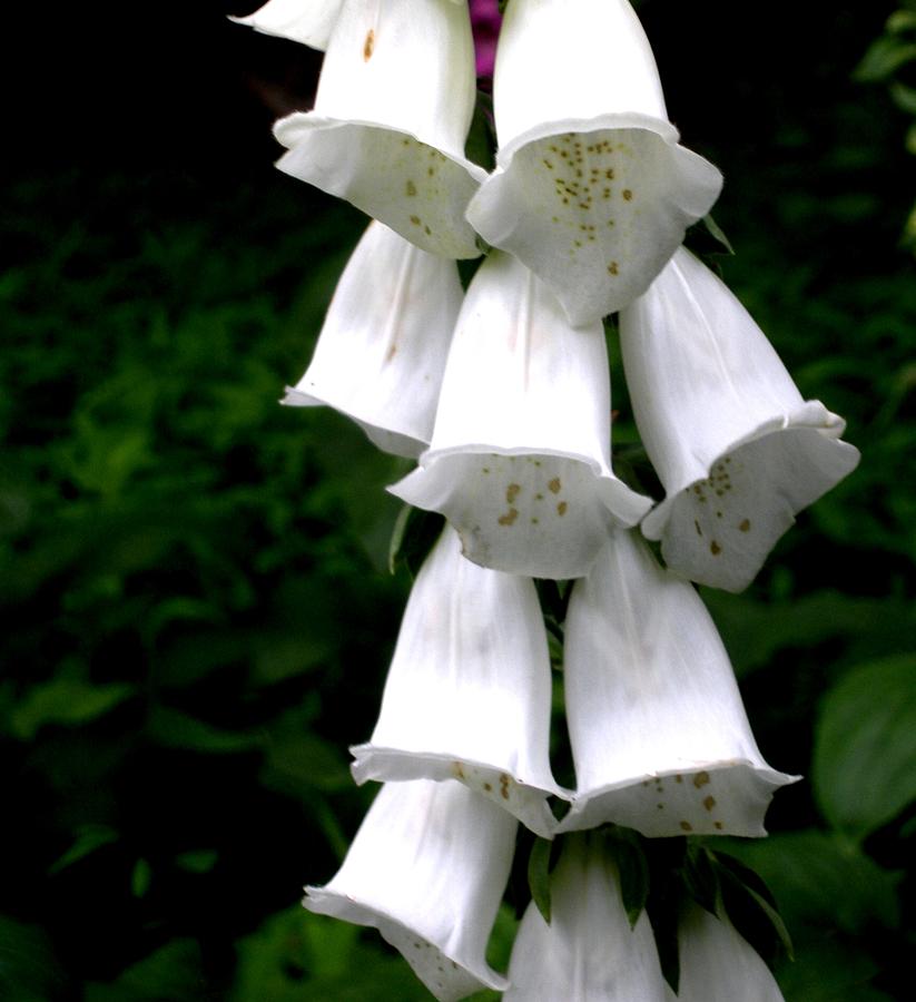 White Bells Photograph by Jeanette Oberholtzer