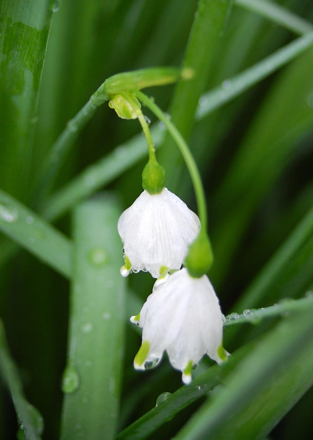 White Bells Perspective Photograph by Amy Fose