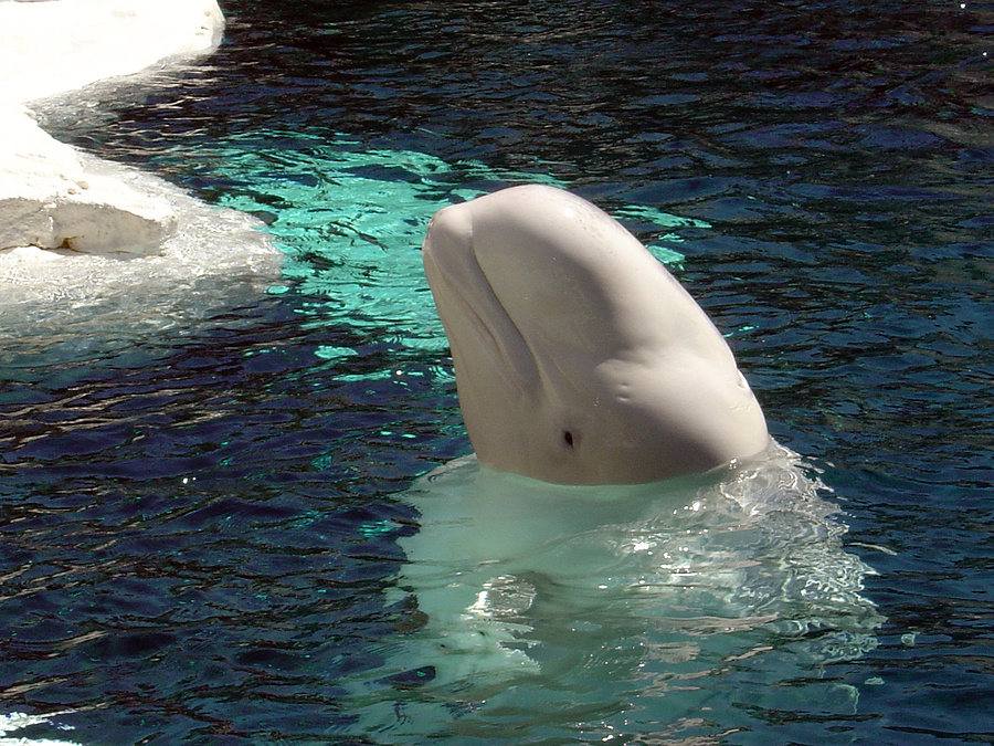 White Beluga Whale 1 Photograph by Angelina Tamez