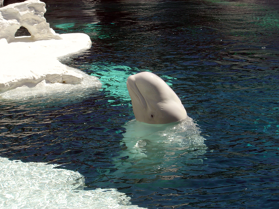 Animal Photograph - White Beluga Whale 3 by Angelina Tamez