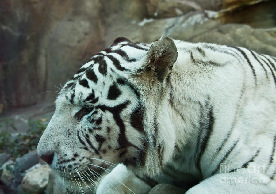White bengal tiger Photograph by Irina Afonskaya