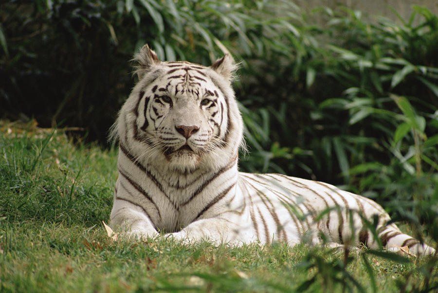 White Bengal Tiger Panthera Tigris Photograph by Gerry Ellis