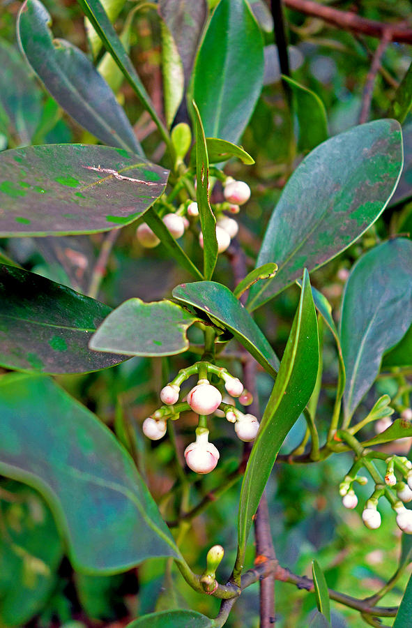 White Berries Photograph by Robert Meyers-Lussier