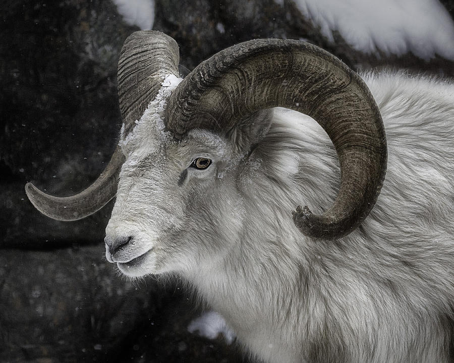 White Bighorn Sheep Photograph by Tammy Lauritsen